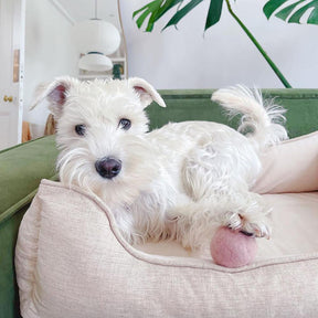 Cama para Cachorro - Pão Quadrado