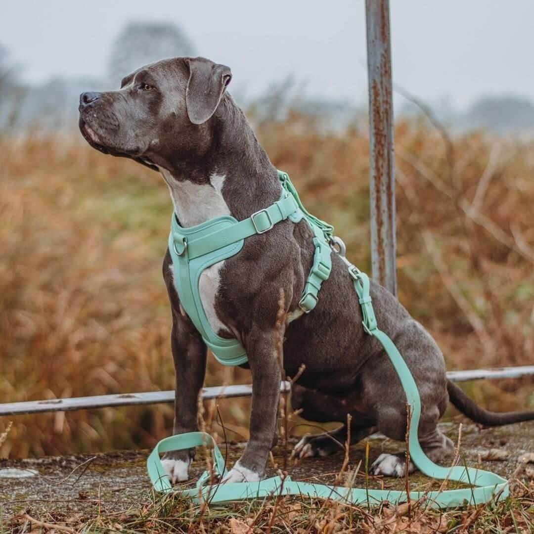 Conjunto de acessórios para caminhada Gummy Cool Dog