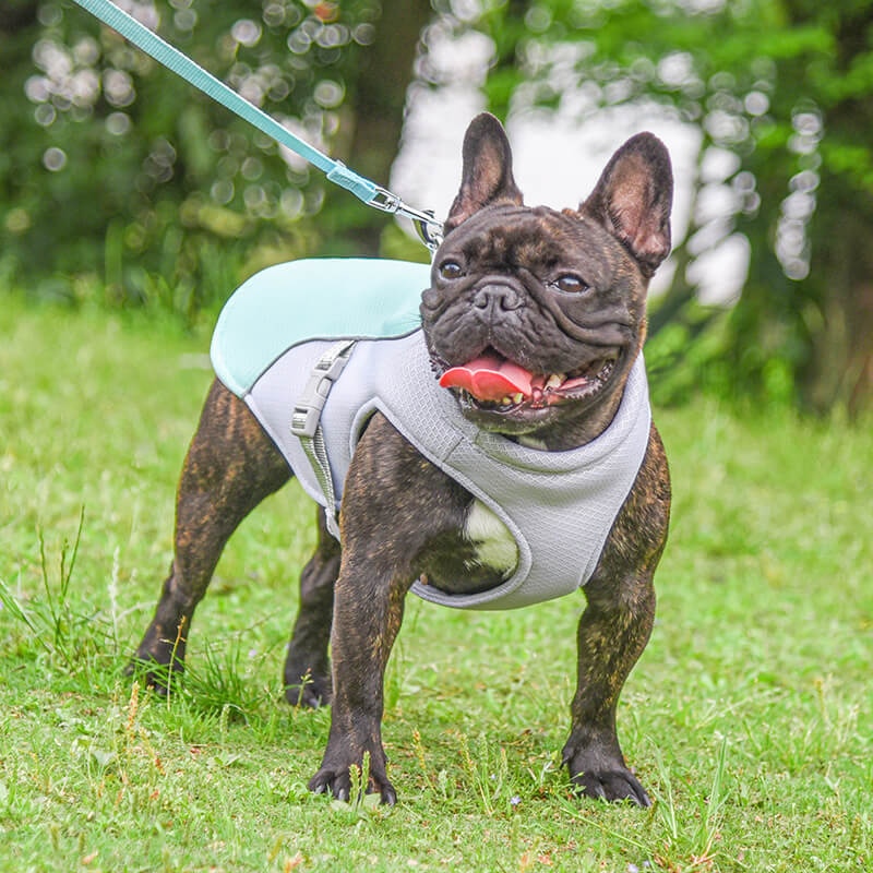 Colete respirável para prevenção de insolação Colete de resfriamento para cães embebido em água