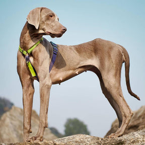 Arnês de equilíbrio reflexivo com pescoço e fivela Arnês para cães sem puxar