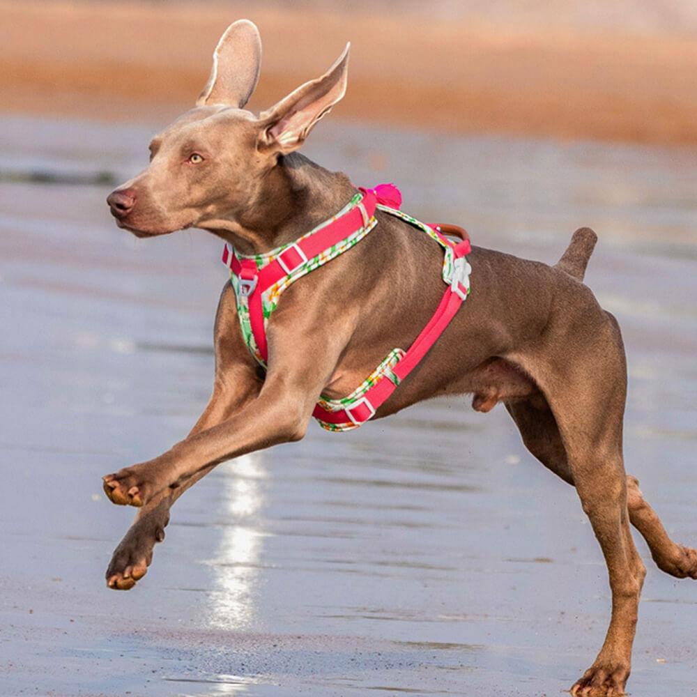 Conjunto de arnês e trela para cães grandes e anti-tração seguros com bolsa de caminhada