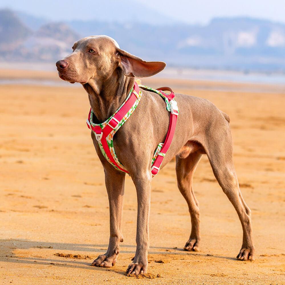 Conjunto de arnês e trela para cães grandes e anti-tração seguros com bolsa de caminhada